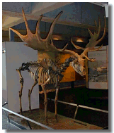 Irish Elk - Display in Ulster Museum